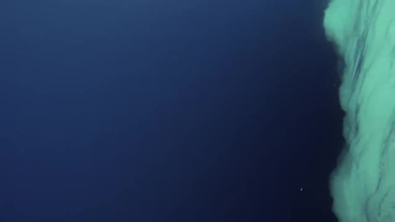 Детеныш косатки подплыл к камере биолога и похвастался своим уловом