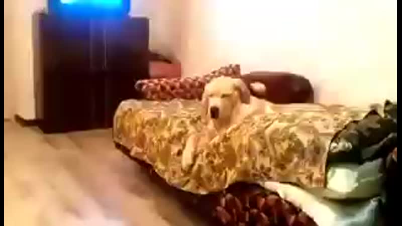 Ау! на работу, как на праздник, шагом марш!!!)) 240 mp4