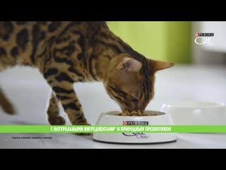 Purina cat chow