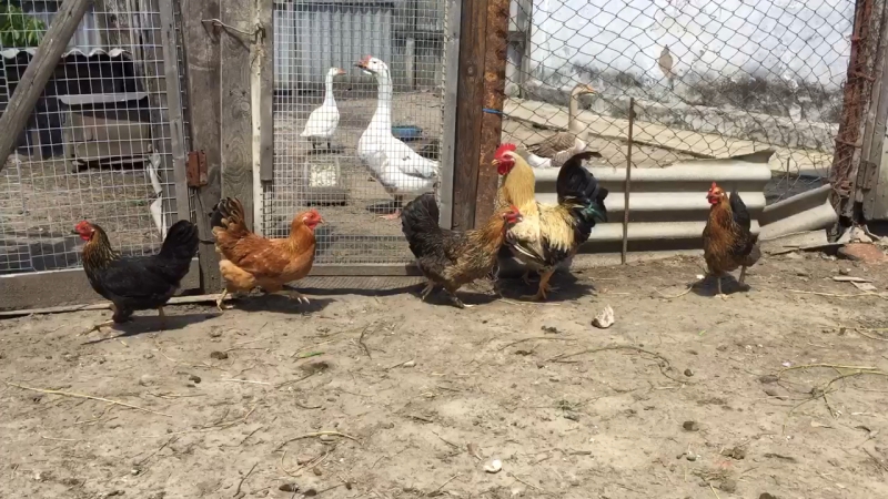 Петухи, куры, гуси, утки звук деревни