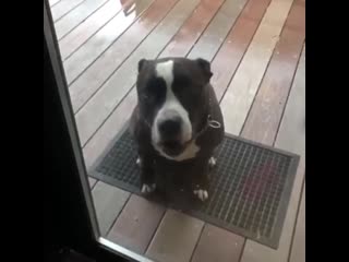 Отпустите друга погулять