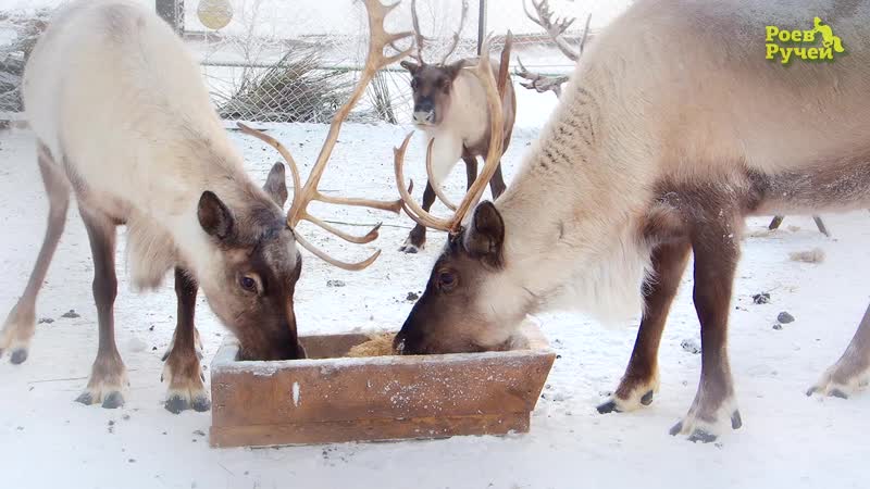 Дед мороз и олени