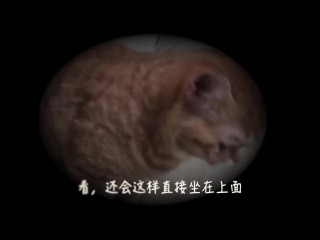 [studio] luhan @ the heartfelt wishes from the cat