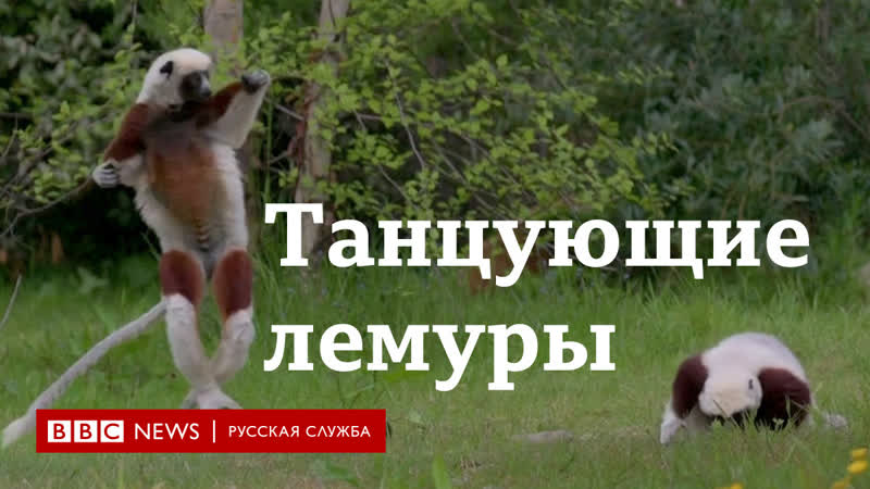 Танцующие лемуры переехали в британию видео из зоопарка в честере