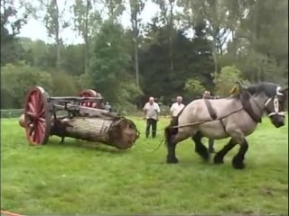 Petra the strongest belgian draft horse