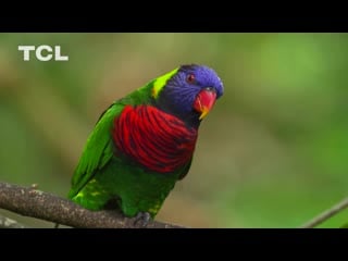 4k hdr demo 60fps wildlife video for 4k oled tv