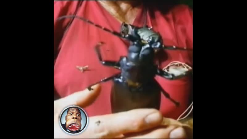 Самый большой жук на планете