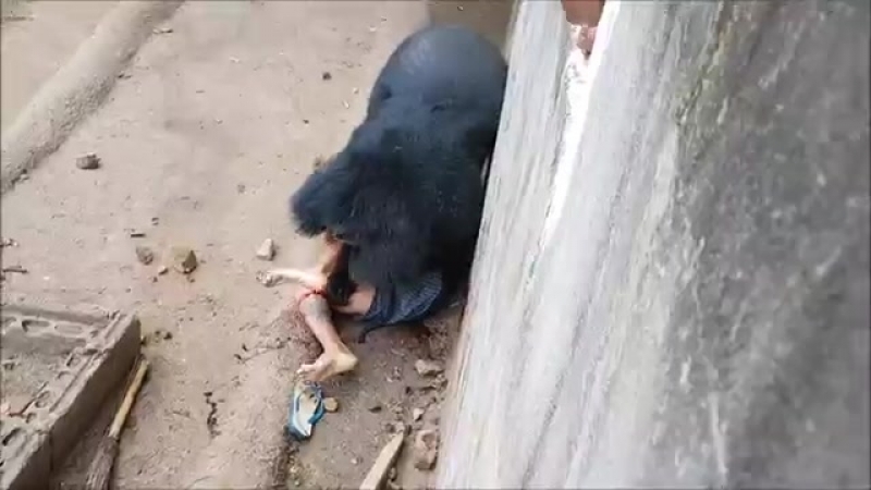 Как мишка человека сьел