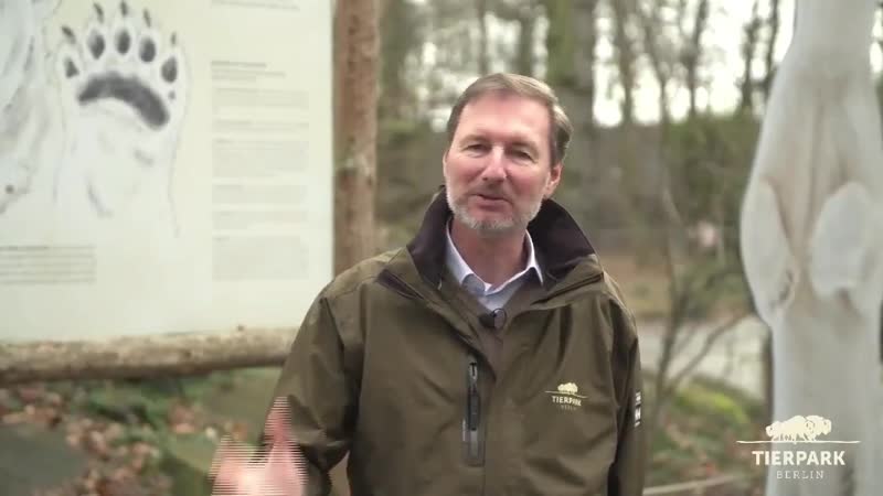 «это девочка» в берлинском зоопарке впервые провели медосмотр детёныша белого медведя и узнали его пол