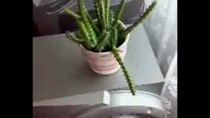 Boom! boom! кактусы танцуют!часть1