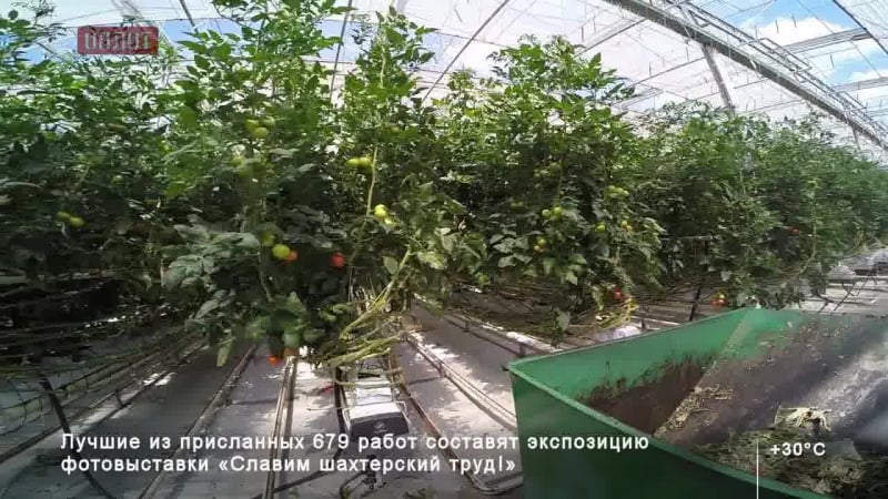 Теплицы в зугресе