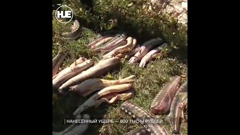 В астраханской области браконьер выловил 300 кг осетрины