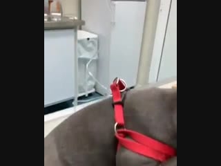 Isa was under anesthesia and hugo gave her his support!