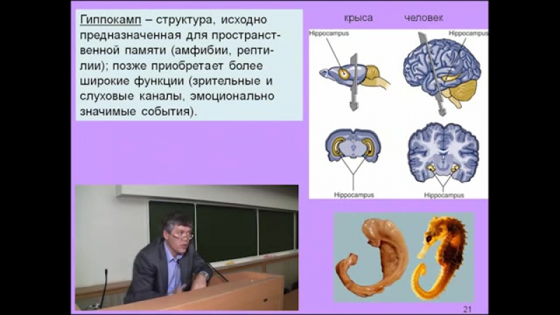 Дубынин вячеслав мозг и новая информация