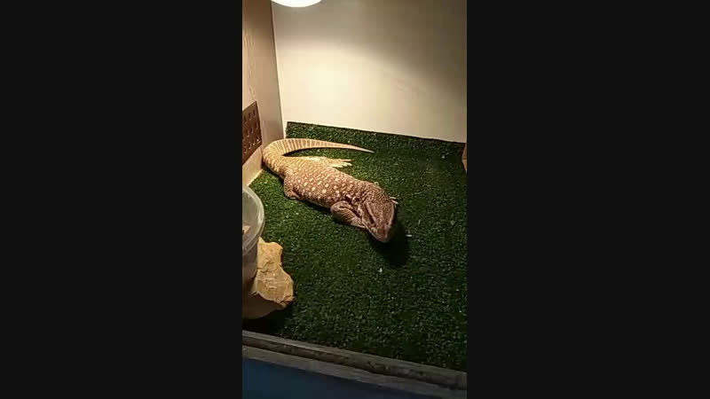 Варан соня кушает сверчков