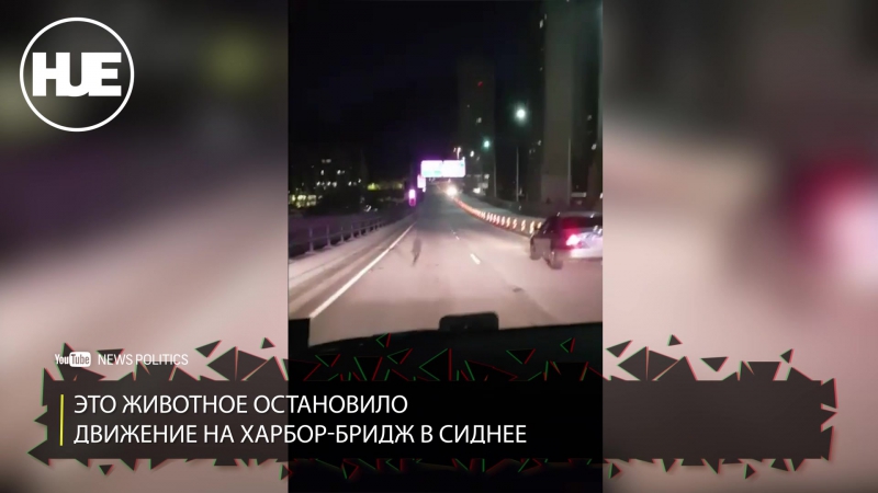 В сиднее полицейским пришлось выгонять с трассы заблудившегося кенгуру