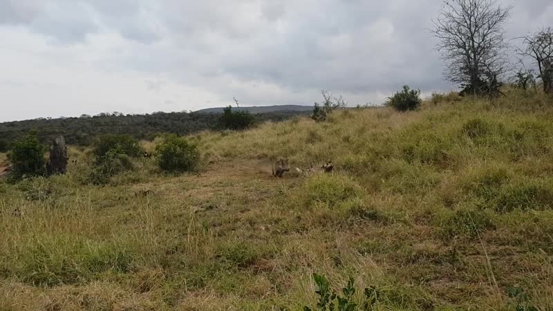 Бородавочник и гиеновые молодые