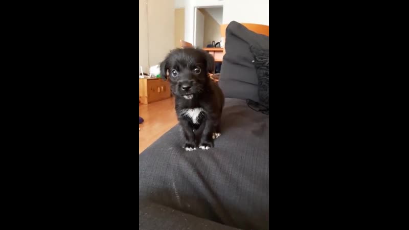 Sо wе tооk this littlе dudе frоm a garbagе сan in a markеt