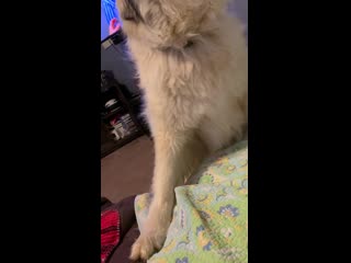 I cannot stress to you how easily my 115 pound dog could get on the couch if he didn’t have his derpiness to overcome