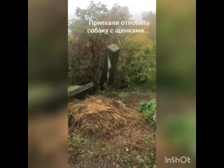 Брошенная в лесу мамочка с щенками