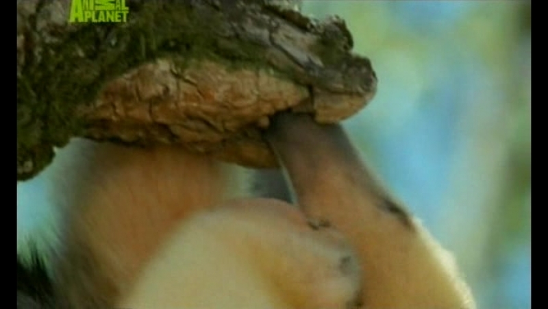 Planet porn video – Porn planet подлинный затерянный мир
