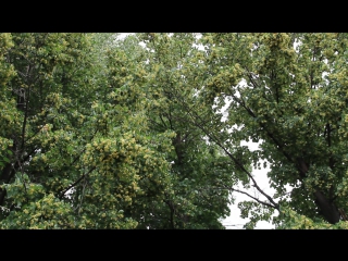 Липа цветет