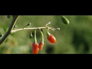 Goji berry is one of the first successes of the amway botanical research center
