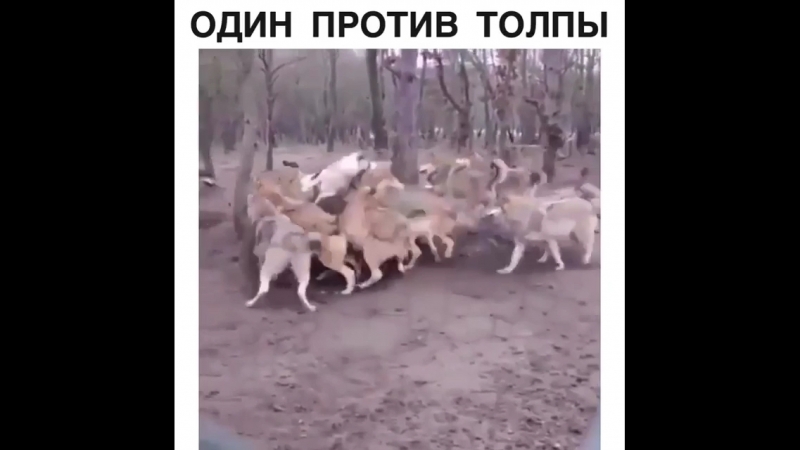 Волчары