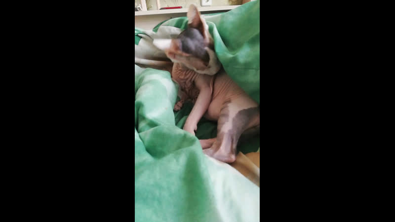 Live подсмотрено жуковский