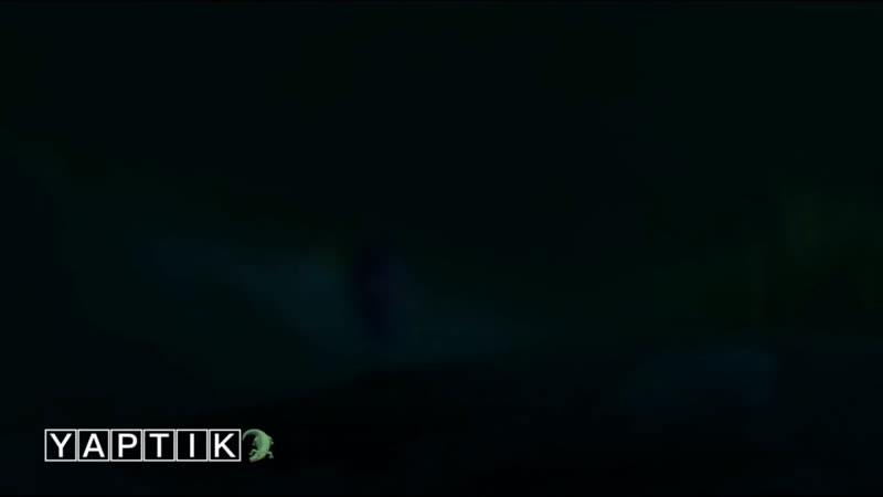 В поисках дори🐬