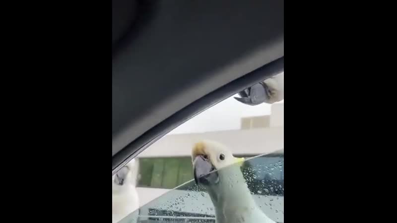 Девушка угостила попугайчика горячим хэшбраун она и не догадывалась, что пернатый позовёт полакомиться усняхой всю свою банду