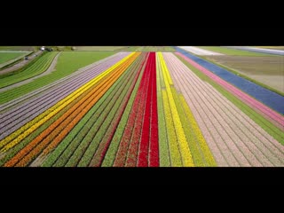 Голландские цветочные поля возле кёкенхоф dutch flower fields near keukenhof