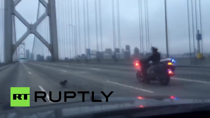 Полиция калифорнии перекрыла мост и устроила погоню за чихуахуа