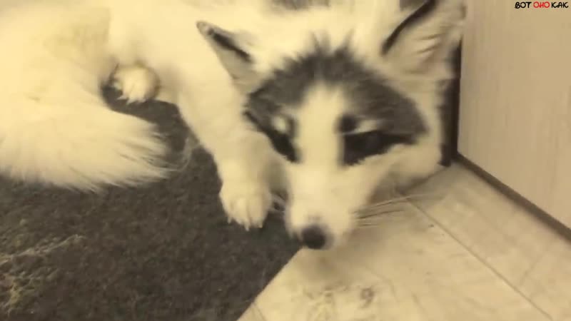 Домашняя белая лиса (вок)