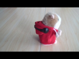 Хомяки разговаривают друг с другом