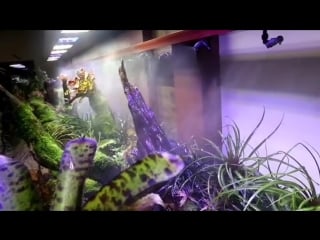 Bima x vegan video 1525532935951 mp4