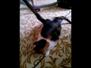 Фрося любит пылесоситься!!