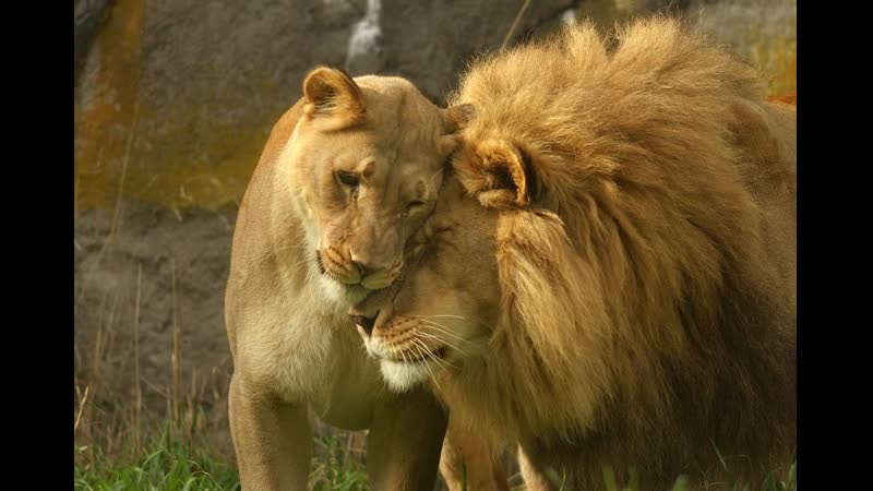 Львы ( альфа самец )