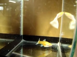 German yellow albino guppy