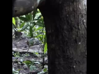 Cristin milioti observes chimp