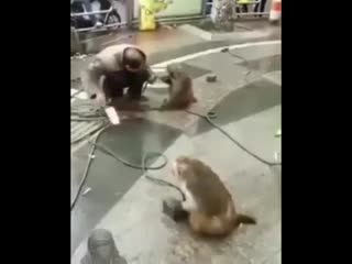 Пристает к братьям меньшим