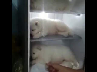 Самоеды отдыхают