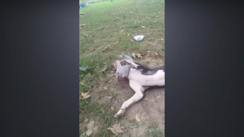 Бойцовский поросенок © видеожесть