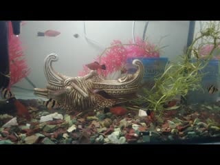 Ночные пожиратели в лице меченосцев и гурами