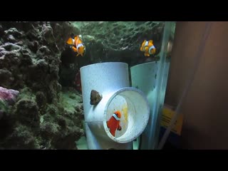 Clownfish eggs!!!