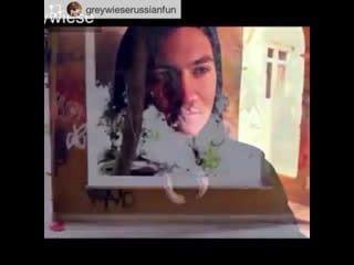 Grey wiese i see you free