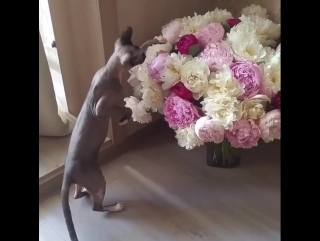 Sphynx frosya porn videos - BEST XXX TUBE