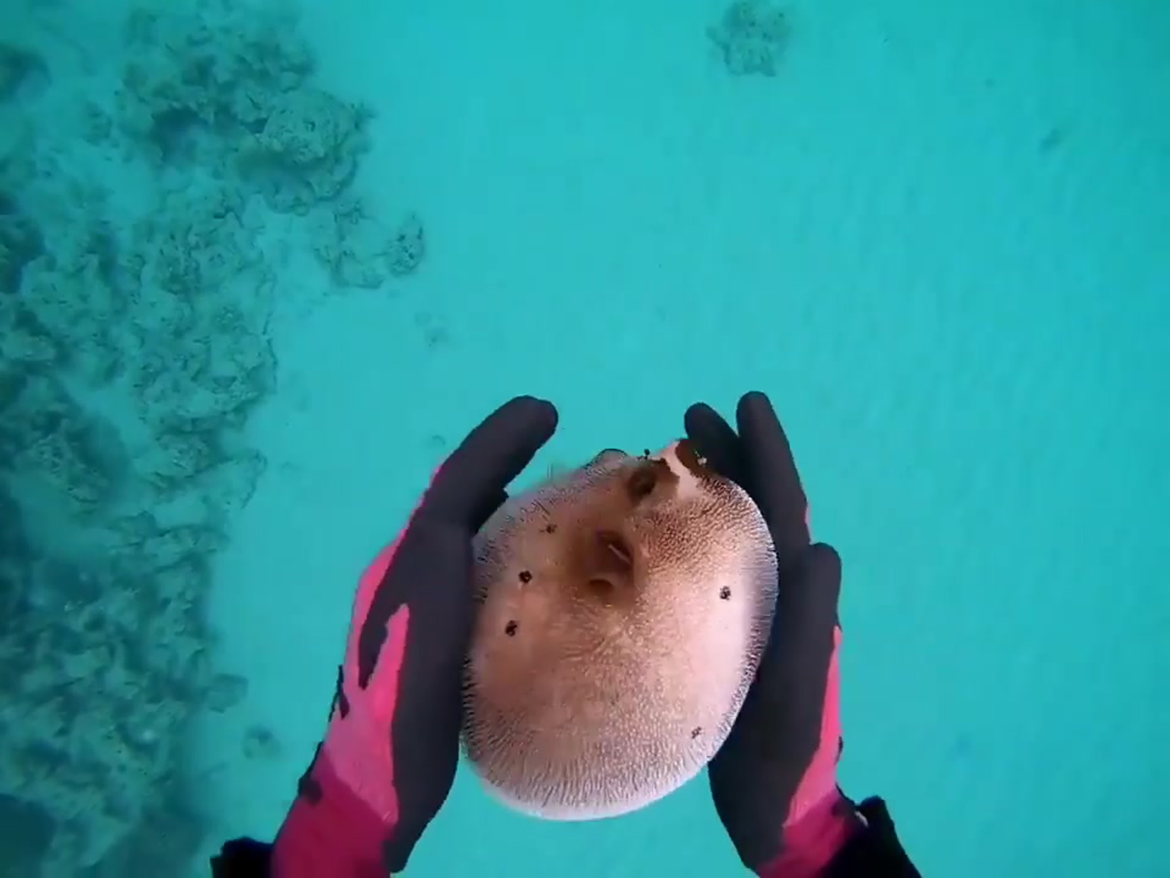 A individual gazing at a dog with sexual desire