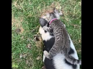 Kitten to catz 20200904 9 mp4