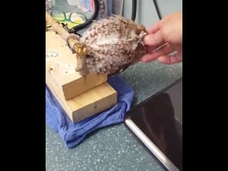 Сова любит когда ее гладят